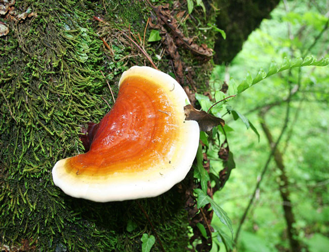 Nấm lim xanh rừng Tiên Phước có tác dụng chữa bệnh gì? ảnh 1