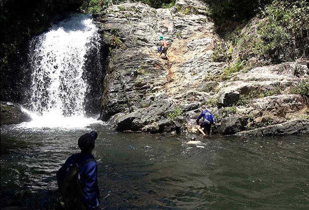 Nấm lim xanh rừng Tiên Phước có tác dụng chữa bệnh gì? ảnh 2