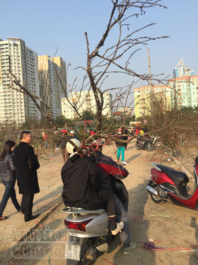 Cận Tết, đào rừng vứt ngổn ngang như củi khô ảnh 8