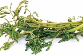 Rau rút - hương vị đồng quê trong bữa cơm mùa hè