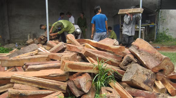 Phát hiện hơn 500 khúc gỗ hương trong nhà dân ảnh 1