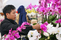 hoa-lan-13.jpg
