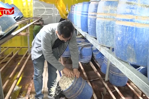 Đột kích xưởng sản xuất gần 3 tấn giá đỗ ‘siêu mập’ bằng hóa chất cấm