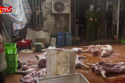 Bắt nhóm đối tượng thu mua lợn chết, bệnh để giết mổ bán ra thị trường