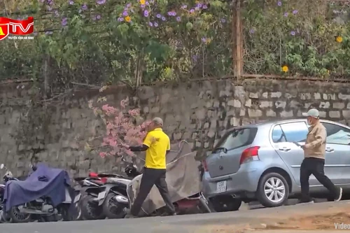 Ngang nhiên chặt mai anh đào trên phố về chơi Tết