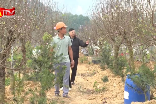 Đào phai Đông Sơn dáng cổ thụ, bonsai hút khách chơi Tết