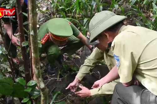 Gỡ bỏ các bẫy thú trái phép, bảo vệ hệ sinh thái rừng