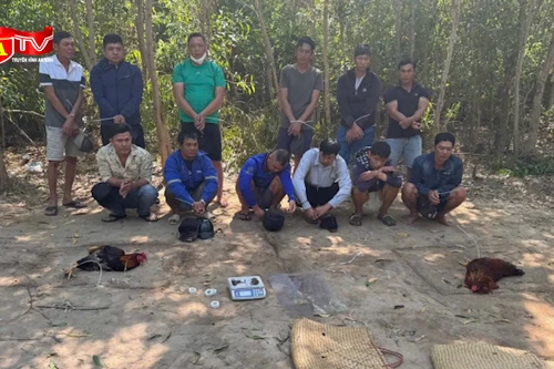 Mạnh tay dẹp nạn đá gà dịp Tết, hàng chục đối tượng sa lưới