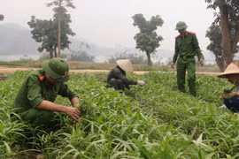 Từ luống rau đến đàn dế: Mô hình kinh tế giúp học viên cai nghiện làm lại cuộc đời