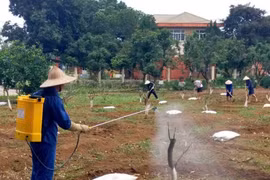 "Hồi sinh" những gốc bưởi già, gieo hy vọng cho người lầm lỡ