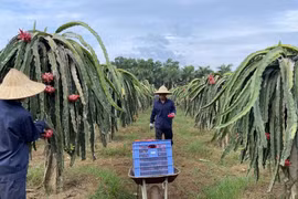 Từ lao động sản xuất đến hành trang tái hòa nhập cộng đồng