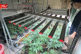 Nam thanh niên lập "trang trại" cần sa quy mô lớn tại nhà, bật đèn và điều hòa 24/24h