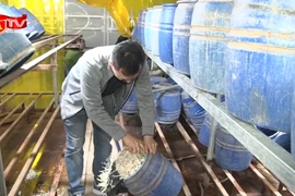 Đột kích xưởng sản xuất gần 3 tấn giá đỗ ‘siêu mập’ bằng hóa chất cấm