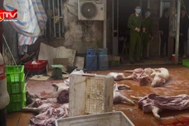 Bắt nhóm đối tượng thu mua lợn chết, bệnh để giết mổ bán ra thị trường