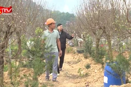 Đào phai Đông Sơn dáng cổ thụ, bonsai hút khách chơi Tết