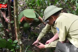 Gỡ bỏ các bẫy thú trái phép, bảo vệ hệ sinh thái rừng