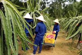 Vườn thanh long và hành trình "tái sinh" của những người từng lầm lỡ