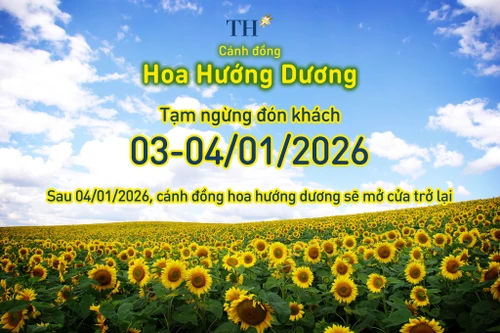 Cánh đồng hướng dương TH tạm đóng cửa ngày 3-4/1/2026