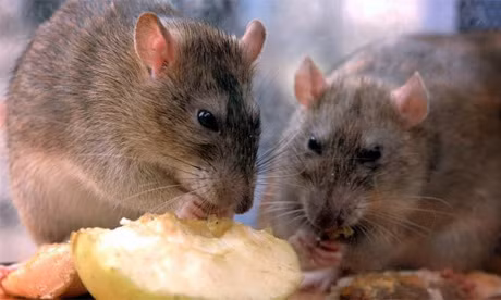 Trung Quốc: Kinh hoàng nạn thịt giả, thịt "bẩn" ảnh 1