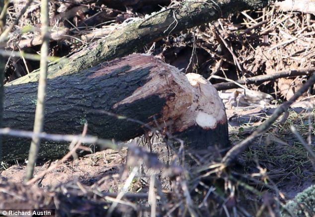 Hải ly hoang dã được phát hiện trở lại sau 500 năm tuyệt chủng ảnh 2