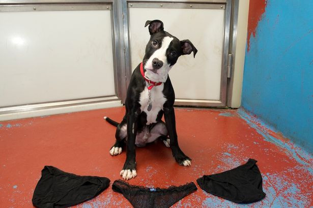 Chú chó có sở thích ăn... đồ lót phụ nữ ảnh 1