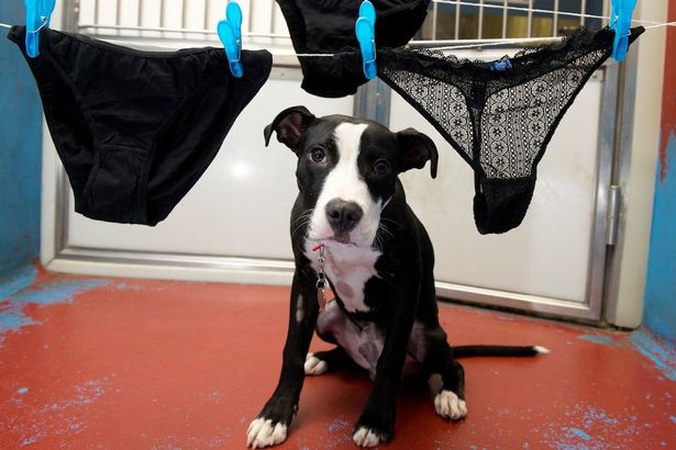 Chú chó có sở thích ăn... đồ lót phụ nữ ảnh 2