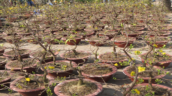 Đào quất vắng khách ngày giáp Tết ảnh 3