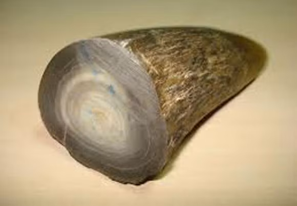 Hiểm họa khi xem sừng tê giác là thuốc tiên chữa bách bệnh ảnh 1