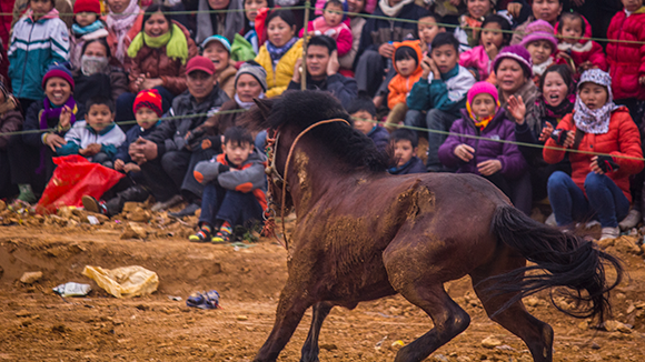 Mãn nhãn xem ngựa đua Bắc Hà sải vó tại Thủ đô ảnh 14