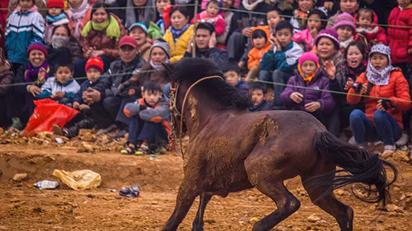 Mãn nhãn xem ngựa đua Bắc Hà sải vó tại Thủ đô ảnh 14