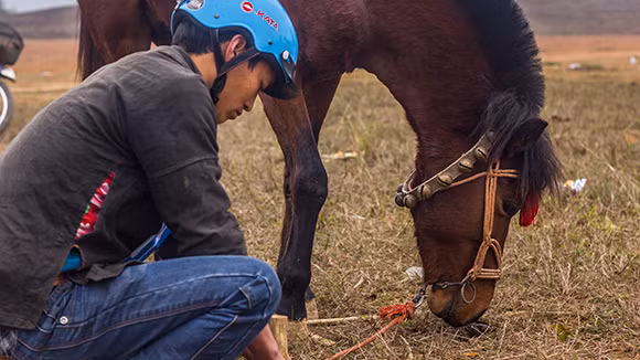 Mãn nhãn xem ngựa đua Bắc Hà sải vó tại Thủ đô ảnh 4