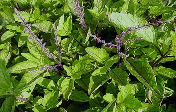 Nhân trần: Lạm dụng dễ mất mạng ảnh 1 Nhân trần: Lạm dụng dễ mất mạng ảnh 1