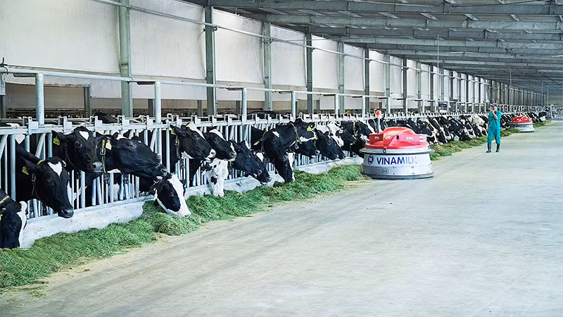 Công nghệ thu gom chất thải được Vinamilk áp dụng giúp vệ sinh chuồng trại luôn sạch, đảm bảo sức khỏe và sự thoải mái cho đàn bò sữa