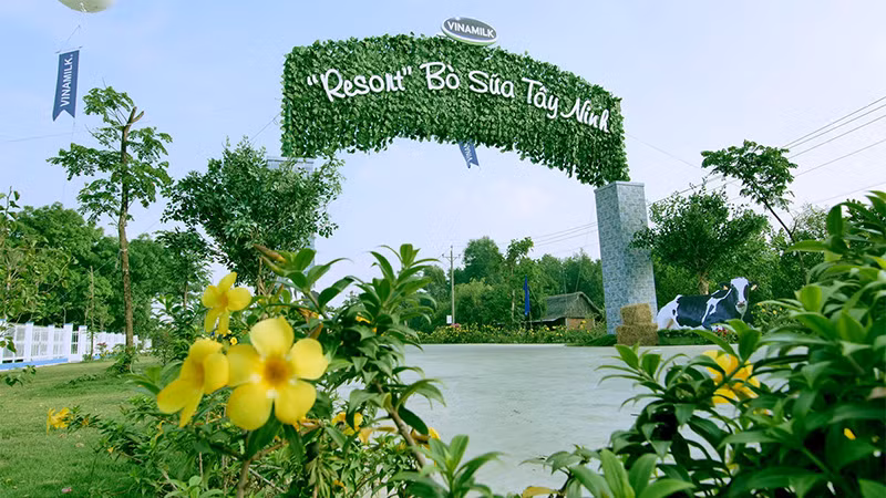Không chỉ gây ấn tượng với quy mô lớn và sự hiện đại, trang trại của Vinamilk tại Tây Ninh còn được biết đến với không gian xanh mát, lý tưởng như “resort”