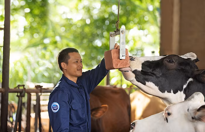 Người nông dân Cô Gái Hà Lan luôn dành cho đàn bò sự quan tâm, chăm sóc đặc biệt để bò luôn có trạng thái sức khỏe tốt, mang đến nguồn sữa nguyên liệu chất lượng cao.