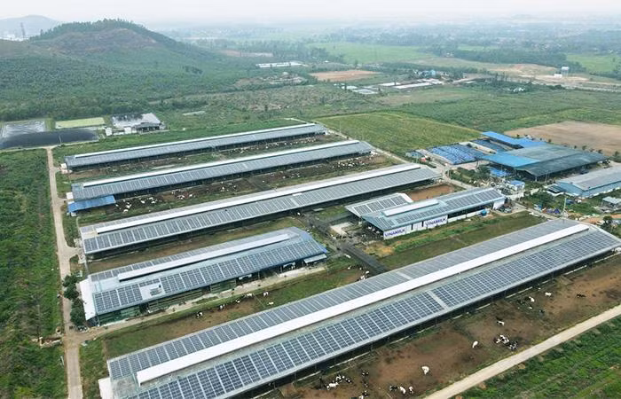 Năng lượng mặt trời đã được đưa vào sử dụng tại trang trại Vinamilk Bình Định từ đầu năm 2021