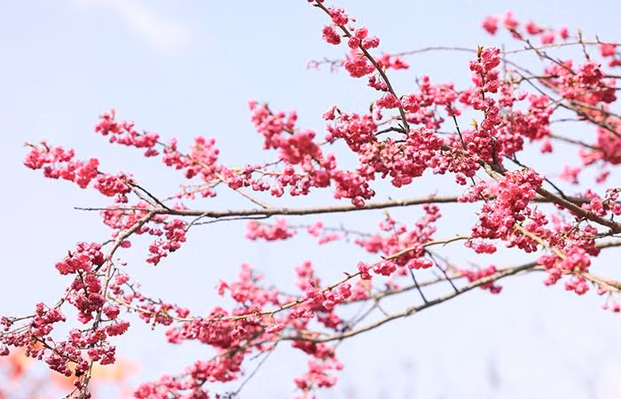 Không như anh đào Nhật Bản hay đào rừng Sa Pa, anh đào Himalaya mang một nét đẹp độc đáo với nhưng bông hoa thanh tao mang hình dáng những chiếc chuông nhỏ, nở thành từng chùm dày với sắc hồng đậm hút mắt người nhìn.