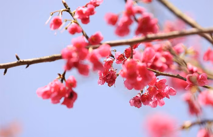 Du khách tham quan, vãn cảnh Sun World Fansipan Legend dịp này có thể bắt gặp hoa anh đào Himalaya chủ yếu ở khu vực chợ quê, vườn hoa bốn mùa, hay dọc tuyến tàu hoả Mường Hoa nên thơ.