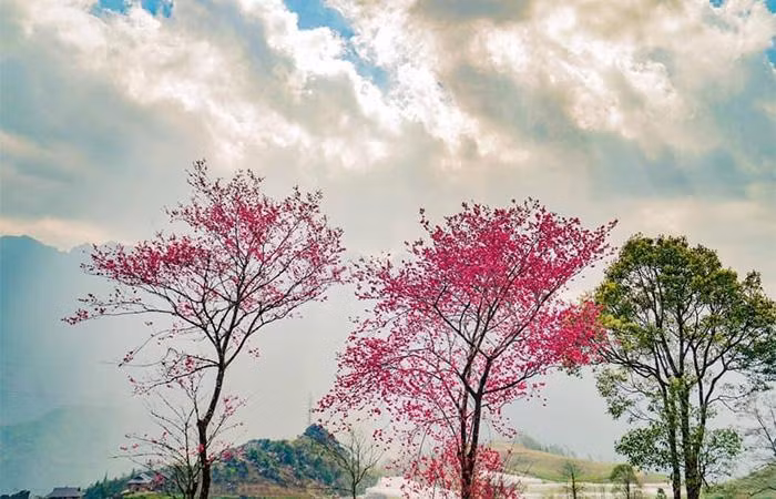 Loài hoa có vẻ đẹp rực rỡ đốn tim này còn được gọi là anh đào Himalaya hoang dã hay anh đào chua, có xuất xứ ở những vùng rừng ôn đới ở độ cao từ 1.200–2.400m trở lên tại khu vực Đông Á, Nam Á và Đông Nam Á, kéo dài từ dãy Himalaya phía bắc Ấn Độ, đến Tây Nam Trung Quốc, Miến Điện và Thái Lan, trong đó có khu vực đỉnh Fansipan.