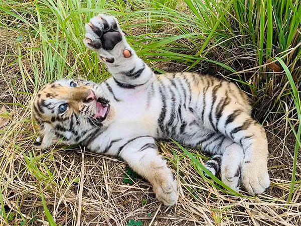 “Thiên thần nhỏ” Suka vừa chào đời tại FLC Zoo Safari Park