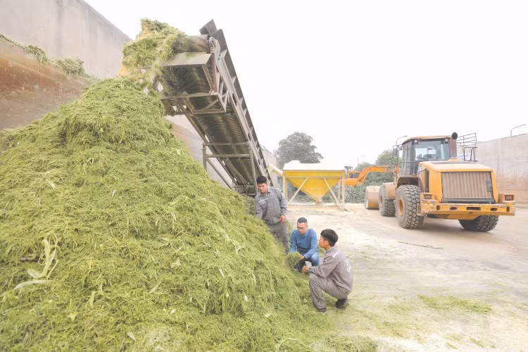 Các dự án của Tập đoàn TH đã tạo việc làm cho hơn 10.000 lao động trực tiếp và hàng trăm ngàn việc làm gián tiếp cho nông dân các vùng dự án; góp phần tạo sinh kế bền vững cho người dân.