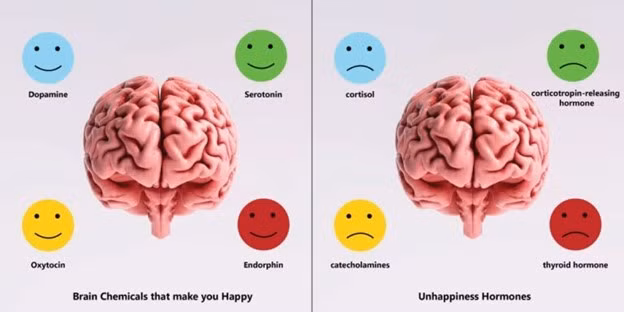Các nội tiết tố serotonin, melatonin, dopamine, endorphin… giúp tâm trạng vui vẻ, hạnh phúc Các nội tiết tố serotonin, melatonin, dopamine, endorphin… giúp tâm trạng vui vẻ, hạnh phúc
