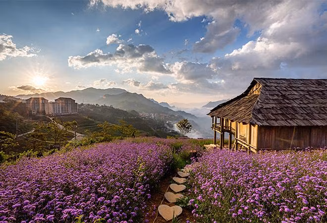 Đồi hoa tím thơ mộng tại Sun World Fansipan Legend Đồi hoa tím thơ mộng tại Sun World Fansipan Legend