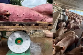 Triệt phá đường dây bán hơn 10.000 tấn thịt lợn chứa chất cấm