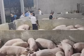 Đồng Nai: Chuyển công an điều tra vụ 4.000 con lợn bị bơm chất cấm Salbutamol