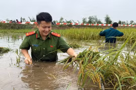 Công an xã Phúc Thọ dầm mình trong mưa lũ hỗ trợ nhân dân gặt lúa
