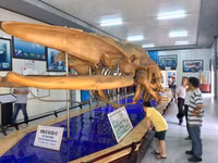 Bảo tàng Hải dương học - nơi khám phá đại dương và giáo dục về tài nguyên, chủ quyền biển đảo