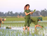 Những chiến sĩ công an hăng hái xuống đồng giúp dân cấy lúa