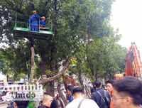 Hà Nội: Mời người dân cùng giám sát việc đánh chuyển 1.159 cây xanh trên đường Phạm Văn Đồng
