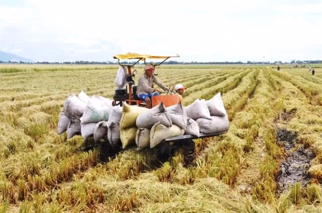 Ngân hàng Nhà nước yêu cầu đẩy mạnh cho vay thu mua thóc, gạo Ngân hàng Nhà nước yêu cầu đẩy mạnh cho vay thu mua thóc, gạo